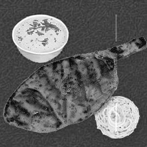 Tandoori Pomfret ( Regular )