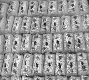 Coconut Burfi