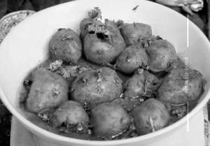 Dum Aloo Bhojpuri