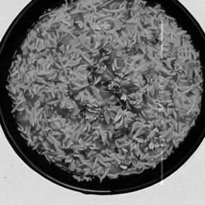 Dal Rice Big