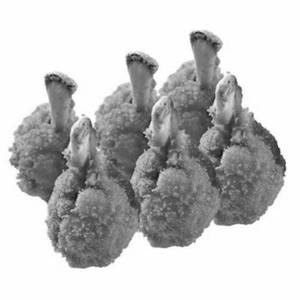 Chicken Lollipops