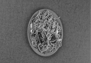Manchurian Noodles