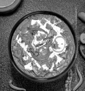 Paneer Peshawari