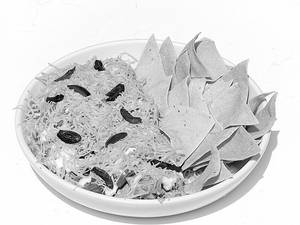 Boojee Nachos