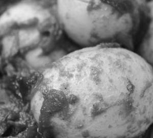 Egg Roast(2 Eggs)