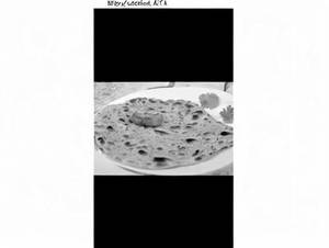 Lachha Paratha