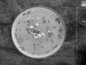 Lemon Coriander Soup