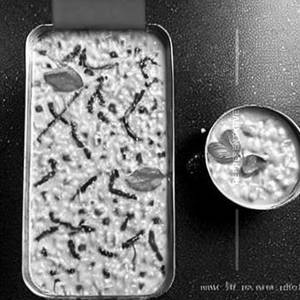 Half Pack Tiffin - Kadhi Khichdi