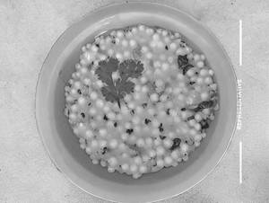 Sabudana Khichdi    