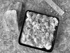 Mac And Cheese