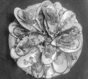 Oyster Shells 
