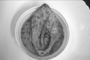 Ilish Shorshebata (1 Piece)