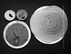 Mysore Sada Dosa