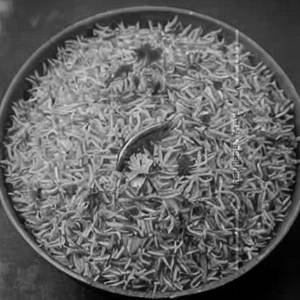 Indrayani Rice