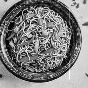 Mixed Veg Noodles