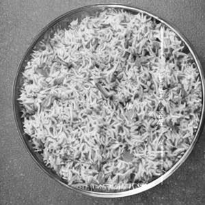 Masala Rice (Yellow)