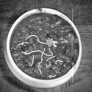 Dal Sagar Special