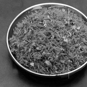 Masala Rice