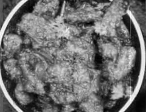 Mashroom Do Payaza (Spicy)