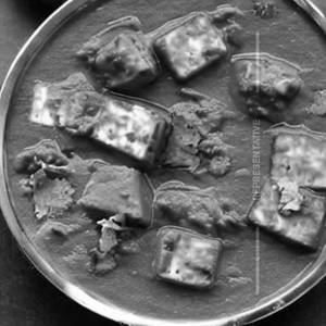 Paneer Kolhapuri                                              