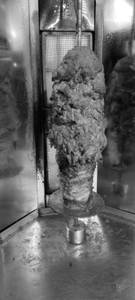 Chicken Shawarma