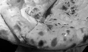PLAIN NAAN