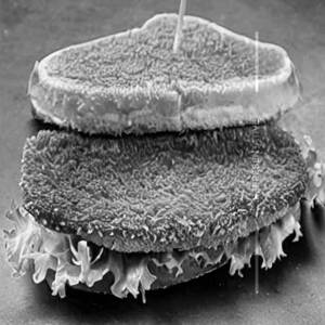 Crumb Fried Fish Sandwich