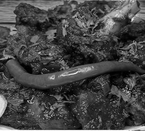 Mutton Kosha [ 2 piece]
