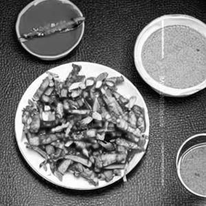 Crispy Chilli Baby Corn