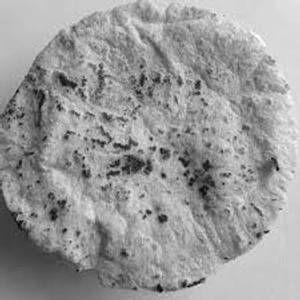 Bhakri