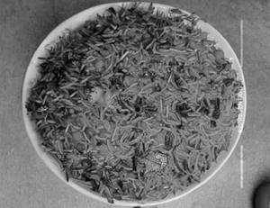Schezwan Veg Rice