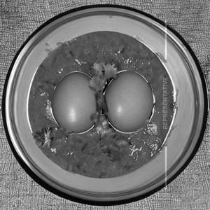 Egg Masala