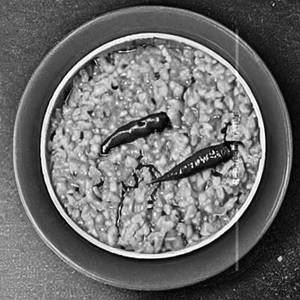 Sabudana Khichdi
