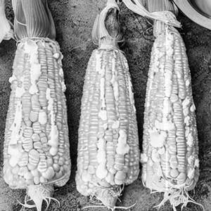 Sweet Corn 