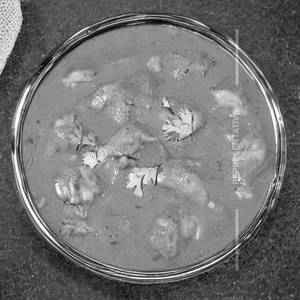 Chicken Garlic Masala Gravy