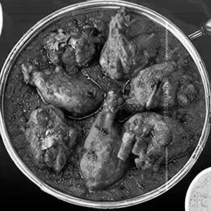Chicken Punjab 
