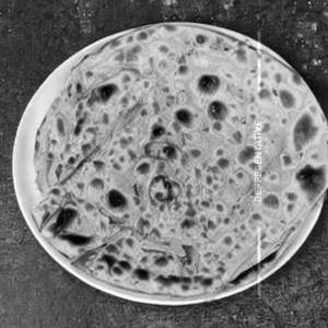 Butter Laccha Paratha