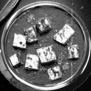 Paneer Amritsari