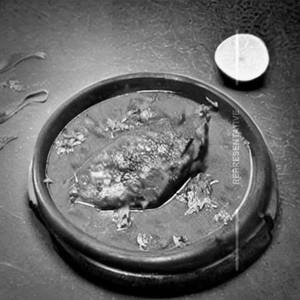 Pomfret Malvani Fish Curry