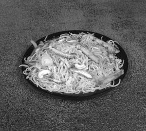 Veg Hakka Noodles