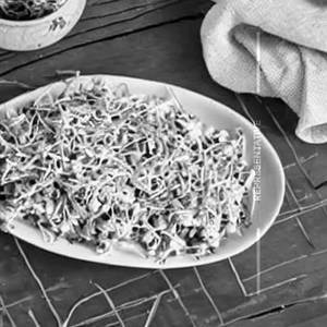 Corn Sprouts
