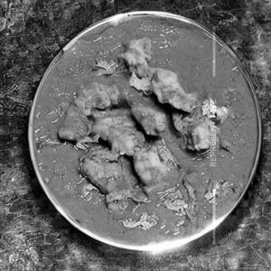 Gurda Kapoora