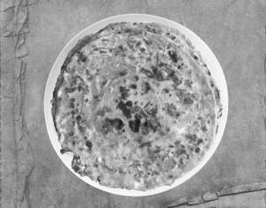 Tawa Gobhi Paratha + Curd