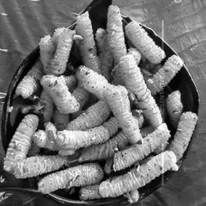 Baby Corn Golden Fry
