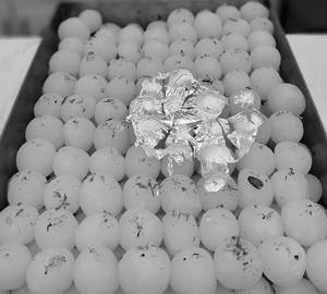Rasgulla White/kg