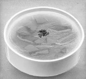 Veg Clear Soup