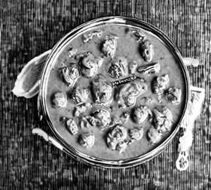 Extra Kurma