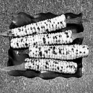 Baby Corn Majestic