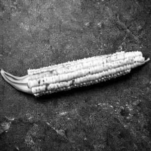 Baby Corn Majestic