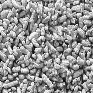 Corn Kernel
